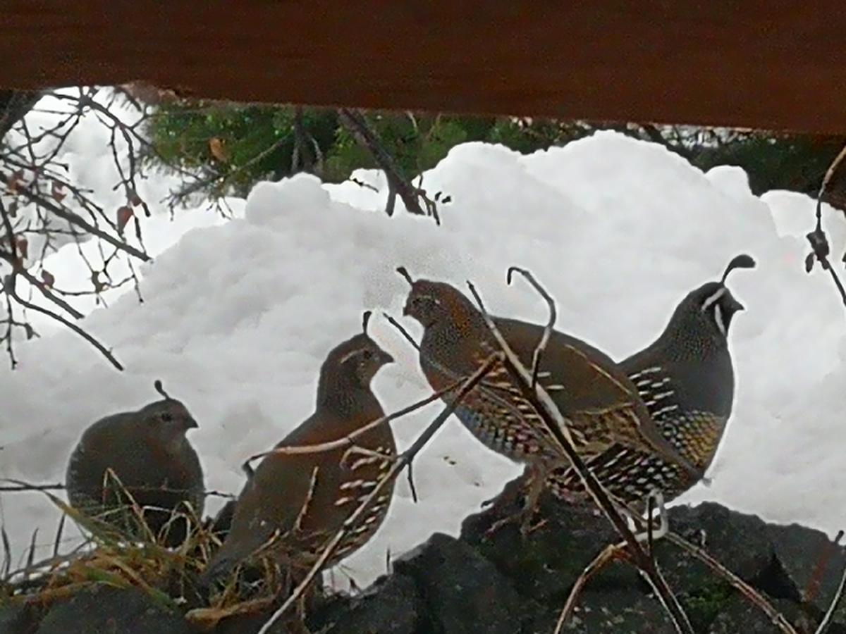 Hosteria Sudbruck San Carlos de Bariloche Eksteriør billede